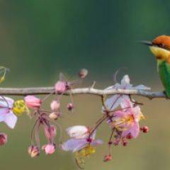 Кухонный фартук Фауна 015 МДФ матовый (3000) Fauna в Чайковском - chaykovskiy.mebel24.online | фото