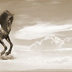 Кухонный фартук Фауна 043 МДФ матовый (3000) Fauna в Чайковском - chaykovskiy.mebel24.online | фото