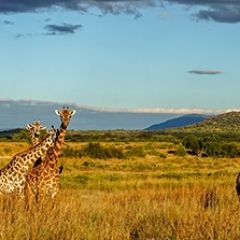 Кухонный фартук Фауна 061 МДФ матовый (3000) Fauna в Чайковском - chaykovskiy.mebel24.online | фото