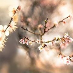 Кухонный фартук Цветы 317 МДФ матовый (3000) Flowers в Чайковском - chaykovskiy.mebel24.online | фото